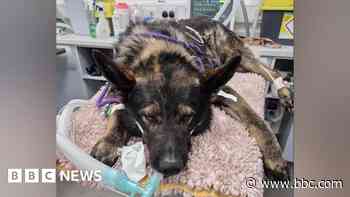 More than £10,000 raised for ex-police dog surgery