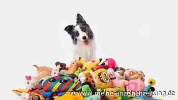 Border Collies können sich Begriffe zwei Jahre lang merken