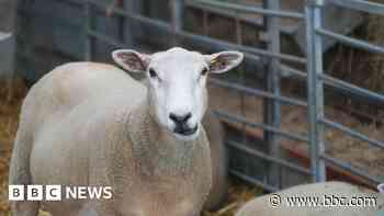 Bluetongue virus 'causing farmers stress and anxiety'