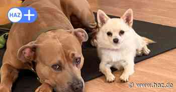 Listenhund "Paco" überrascht bei RTL-Serie „Top Dog Germany“