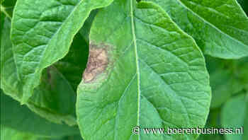 'Coronatest' voor aardappel spoort phytophthora op
