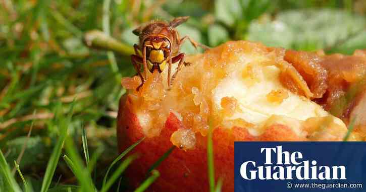 Country diary: Hornets and wasps are welcome here | Nicola Chester