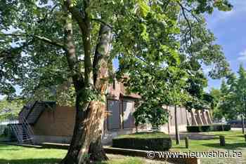 Iconische bomen moeten geveld worden na storm: “Met pijn in het hart”