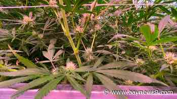 Florida marijuana amendment in spotlight heading into November