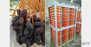 Geen tekort aan uitdagingen voor Egyptische Medjoul dadels