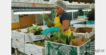 Groeiende export Panamese ananas