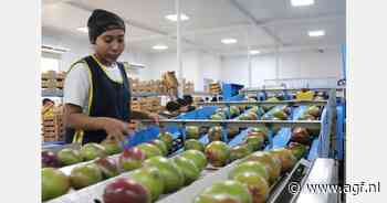 Mangosector Guatemala wil zich meer richten op Europa