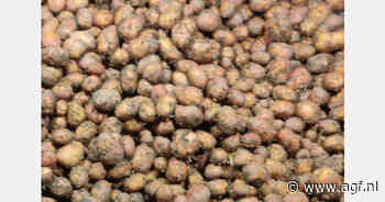 Nederland blijft Oekraïense aardappelsector steunen
