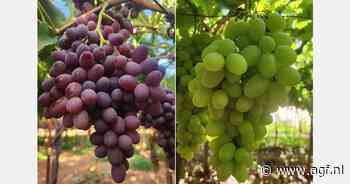 Libanees druivenseizoen in de startblokken