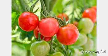 RASFF: Cadmium in cherrytomaten uit Italië