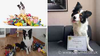 Is YOUR dog gifted? Scientists reveal the two key signs your pooch is 'special' - with Border Collies topping the list