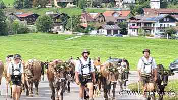 Die Sennalpe Oberberg im Gunzesrieder Tal startete mit dem Almabtrieb