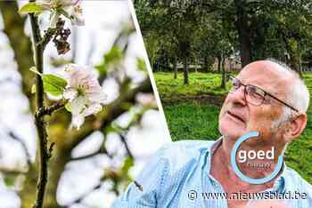 Appelboom voor tweede keer in bloei: “Eerste keer dat ik dit zie”