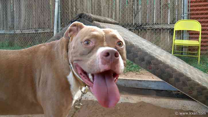 Dog intelligence explored in upcoming event at the University of Texas