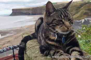 Tributes to North East 'legend' Hendrix the Coastal Cat who has passed away