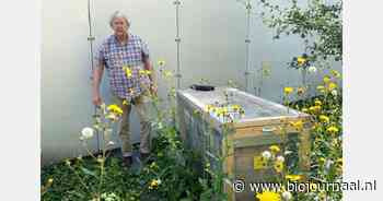 Bijen beschermen tegen elektromagnetische straling