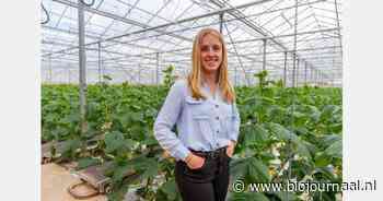 Stageonderzoek in alstroemeriateelt