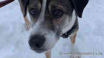 Waldkraiburger Hund Pauli am Königssee vermisst - wer kann Hinweise geben?