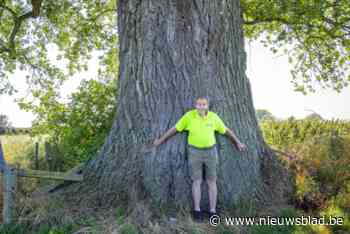 Monumentale populier maakt kans om boom van het jaar te worden: “Hij is binnenin aan het rotten, maar dat wil niet zeggen dat hij direct gaat omvallen”