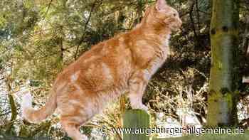 Katzen wurden in Weißenhorn wohl nicht vergiftet