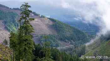 Logging is the 3rd highest emitter in Canada. It should be measured that way, a new report says