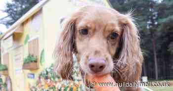 Dog owners say pets health and happiness more important than their own