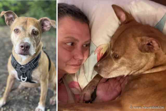 Politie brengt hond na brand naar asiel: “Zora is mijn toeverlaat nu ik zelf ziek ben, waarom is asiel op zondag onbereikbaar?”