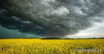 Canola farmers say China retaliatory probe ‘one more thing’ to worry about