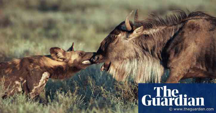 A wild dog catches a wildebeest: Jonathan Scott’s best photograph