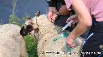 Blauzungenkrankheit im Alb-Donau-Kreis nachgewiesen: Was das für Tierhalter bedeutet