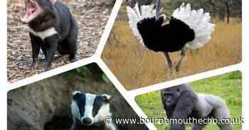 Polar bears, badgers and the Egyptian Goose - the strangest banned UK pets