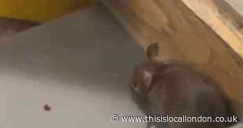 Rat filmed at hospital Subway restaurant sparks food hygiene visit