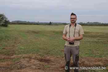 Eerste broedgevallen bedreigde kwartelkoning in Schulensbroek: “Dankzij zender bewegingen te volgen”
