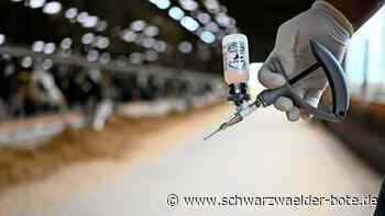 Blauzungenkrankheit angekommen: Tierseuche breitet sich im Kreis Calw aus