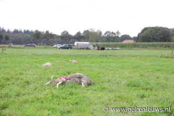 Wolf richt slachting aan in weiland, tientallen schapen dood