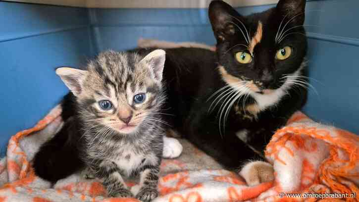 Kattenopvangen zitten bomvol: 'Het is echt extreem'