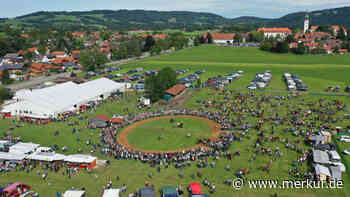 „Sind froh, dass an Tradition festgehalten wird“: Vorfreude auf Kaltblutfohlenmarkt in Rottenbuch steigt