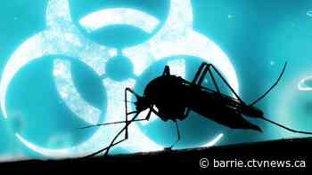 Mosquito pool tests positive for West Nile virus in Alliston: SMDHU
