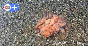 Feuerquallen in der Ostsee: Diese Strände in MV sind betroffen