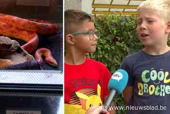 Voetballende leerlingen vinden wurgslang op speelplaats: “Dacht dat het een neppe was, maar toen bewoog de slang”