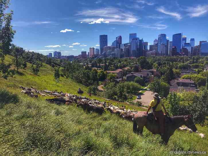 Grazing goats return to Calgary this month