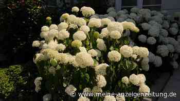Waldhortensie als Highlight im Garten: Tipps für Pflege und Standort
