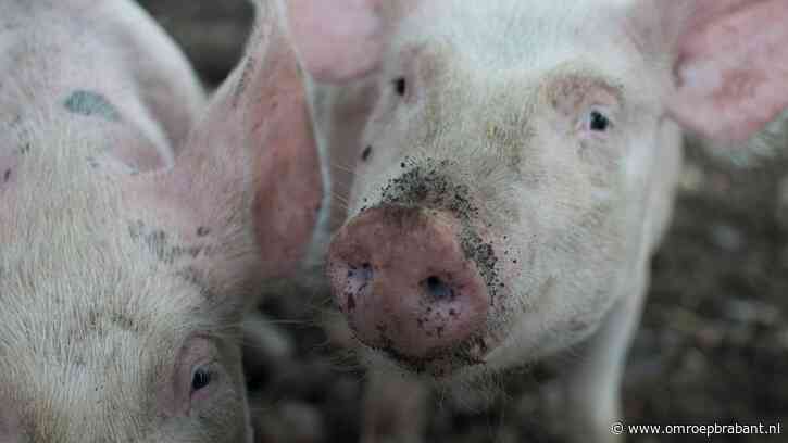 Rechter niet overtuigd van werking luchtwasser: boeren vrezen gevolgen