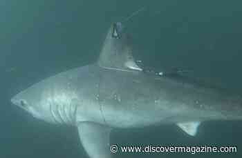 Scientists Uncover Evidence of a Larger Shark Dining on a Smaller Shark