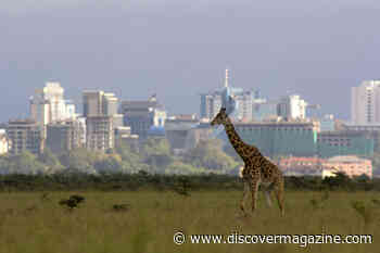 As Human Population Grows, People And Wildlife Will Share More Living Spaces Around The World