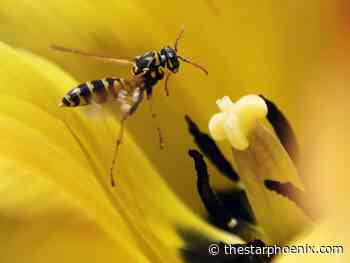 Diet, demographics behind late-summer wasp outbreak on Prairies