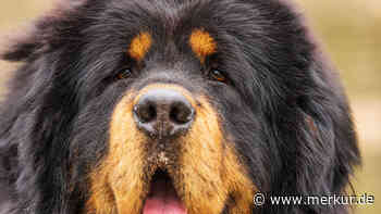 Ist es das große Herz? Die zehn schwersten Hunderassen der Welt