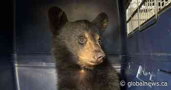 Bear cub fed Taco Bell, sits in back of van during 10-hour Ontario trip: charity