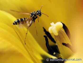 Edmonton pest teams remove 374 wasp nests this summer, up from 121 last year