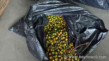 2 face charges, accused in 800-pound saw palmetto berry heist